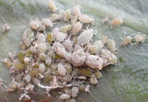 Brevicoryne brassicae